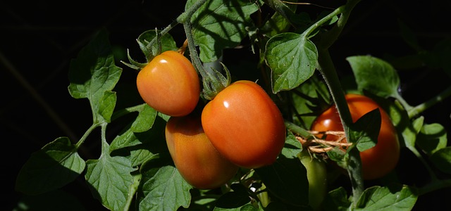 keříky rajčat