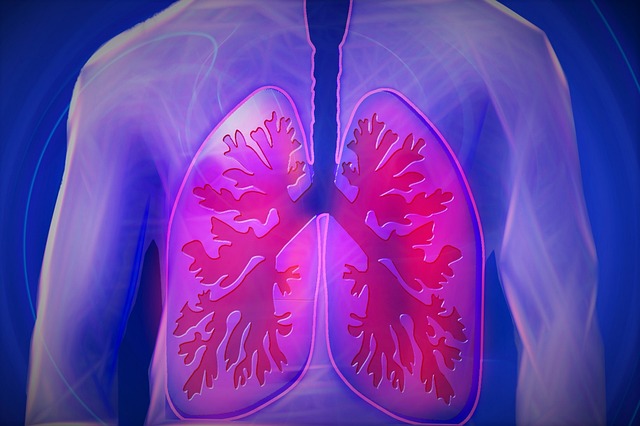 ľudské pľúca.jpg